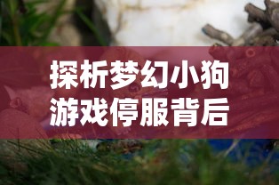 探析梦幻小狗游戏停服背后的原因：玩家流失还是运营不善导致的结果？