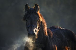 探索古代战争传递信息方式：狼烔四起下一句是什么和其背后的中国历史文化