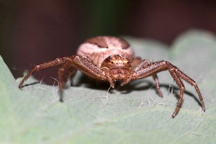 (大宋群英传攻略)大宋群侠传之白眉传奇是一部融合了武侠、奇幻、历史元素于一体的经典作品。本文将从故事背景、人物设定、文化内涵等多个角度进行分析，并提出一些问题，以期为武侠爱好者提供一个全新的视角。