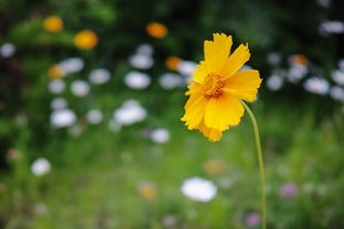 (消解压力的方法)探索解压消花朵：释放压力、绽放心灵的自然疗愈之道