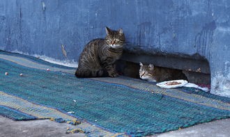 (拆弹猫咋玩)探究拆弹猫规则的游戏性与挑战：揭秘如何成为拆弹大师