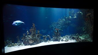 (水族馆 下载)水族馆乐园免广告版深度解析，多元化视角下的体验与价值