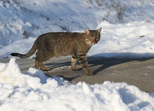 (拆弹猫游戏规则详解和攻略)拆弹猫游戏规则详解与深度分析