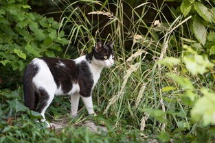 (猫之宿约者什么时候上线)猫之宿约者停服背后，多元视角下的探讨与分析