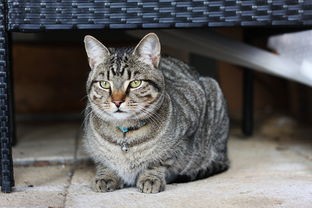 (猫咪成人最新地域网名怎么取猫咪)猫咪成人最新地域网名取法与多元化分析