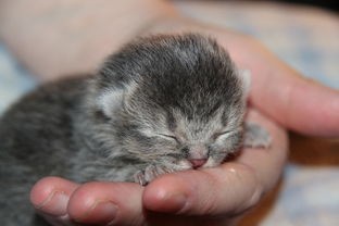 (猫解暑能吃冰块吗)猫咪解暑攻略，全方位解析与常见问题解答