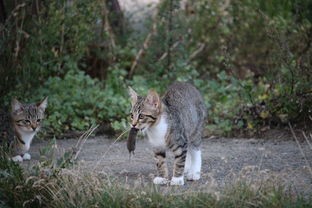 (猫解暑能吃冰块吗)猫咪解暑攻略，全方位解析与常见问题解答