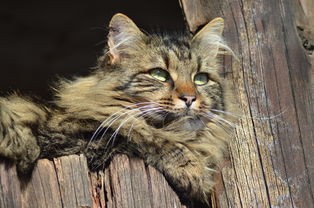 (猫咪咖啡屋游戏怎么没了)猫猫咖啡屋停服背后，多元化视角下的分析与探讨