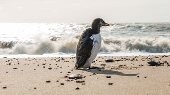(海洋动物历险记 百度网盘)海洋动物历险记是一部以海洋生物为主角的奇幻冒险故事，通过讲述一群勇敢的海洋动物在未知海域中的历险，展现了海洋生态的多样性和保护海洋的重要性。以下是一篇基于该故事的原创文章，共计1211个字。