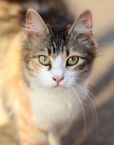 (模拟游戏猫哥玩模拟农场)游戏名称，猫咪农场模拟经营