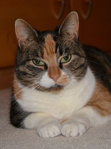 (猫咪偷外卖)小猫猫猫偷外卖，宠物行为背后的社会现象解析