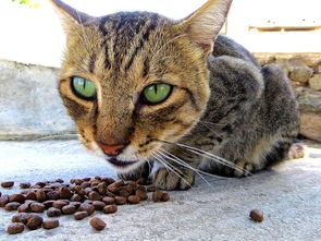 (达猫小分队礼包码大全)达猫小分队关服背后的原因分析及常见问题解答