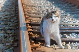 (最强的猫咪是谁)揭秘最强猫咪，品种、特性与养护之道