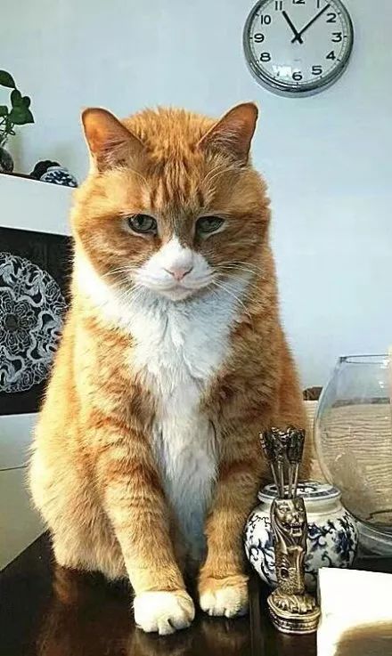 愤怒的奶奶大战猫恶作剧中文版下载-愤怒的奶奶大战猫恶作剧官方正版手游下载v.2.38
